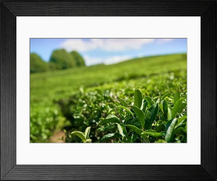 Framed Print : Green tea plantation, Aerial view green tea plantation at North of Thailand Framed Print : Green tea plantation, Aerial view green tea plantation at North of Thailand