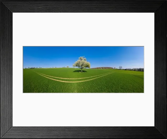 Framed Print : Aerial drone view, agricultural landscape with blooming apple trees Framed Print : Aerial drone view, agricultural landscape with blooming apple trees