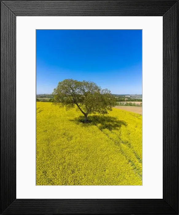 Framed Print : Aerial drone view, solitary tree in the rape field, Walzbachtal, Kraichgau, Baden-Wurttemberg, Germany, Europe Framed Print : Aerial drone view, solitary tree in the rape field, Walzbachtal, Kraichgau, Baden-Wurttemberg, Germany, Europe