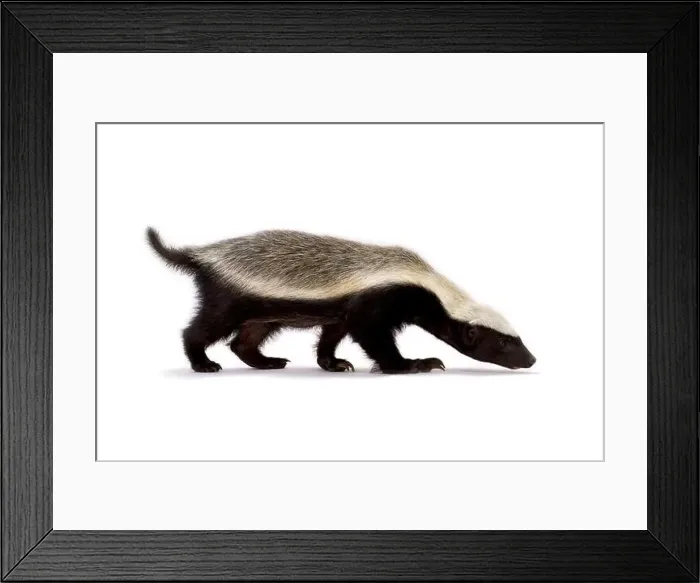 Framed Print : Honey badger (Melivora capensis) Framed Print : Honey badger (Melivora capensis)