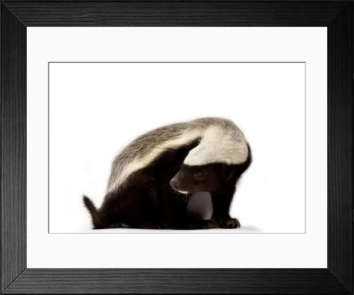 Framed Print : Honey badger (Melivora capensis) Framed Print : Honey badger (Melivora capensis)
