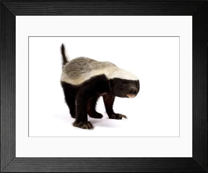 Framed Print : Honey badger (Melivora capensis) Framed Print : Honey badger (Melivora capensis)