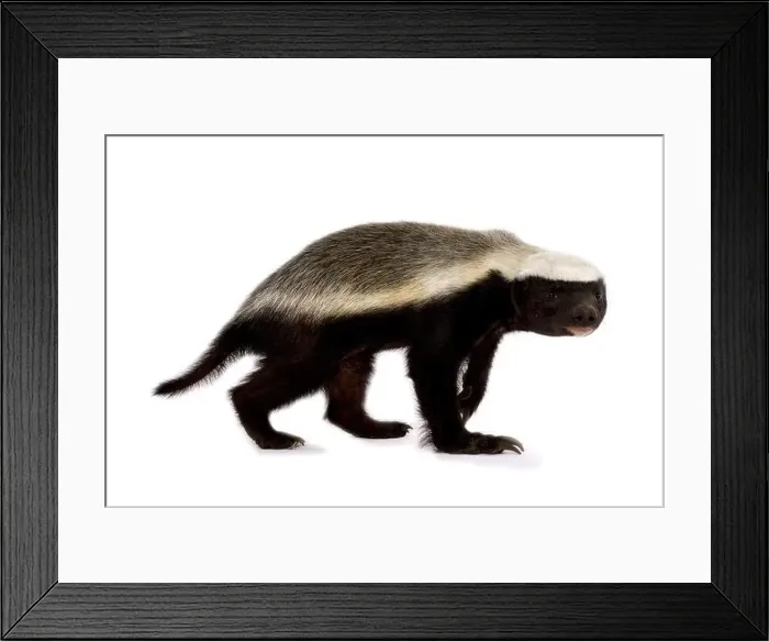 Framed Print : Honey badger (Melivora capensis) Framed Print : Honey badger (Melivora capensis)