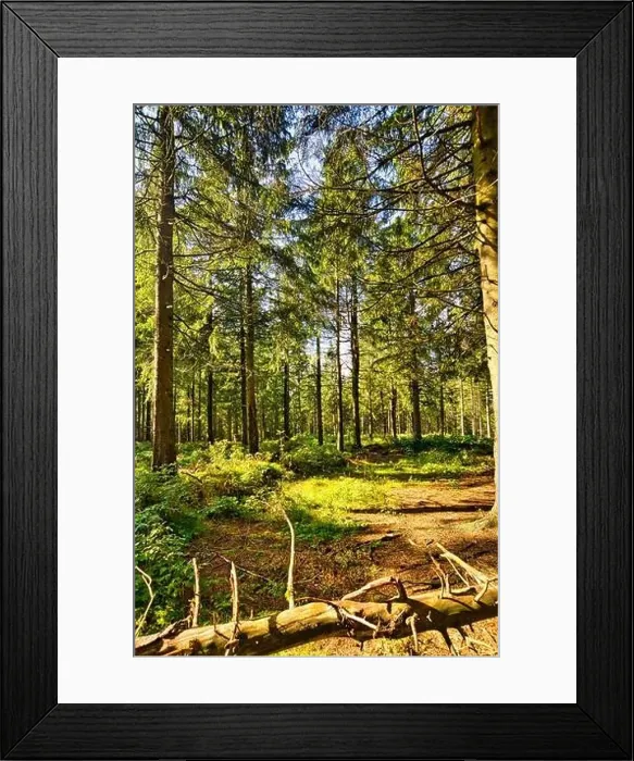 Framed Print : Coniferous forest in the Harz Mountains in Lower Saxony in Germany Framed Print : Coniferous forest in the Harz Mountains in Lower Saxony in Germany
