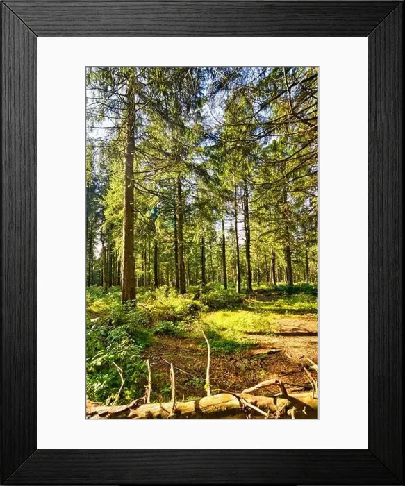 Framed Print : Coniferous forest in the Harz Mountains in Lower Saxony in Germany Framed Print : Coniferous forest in the Harz Mountains in Lower Saxony in Germany