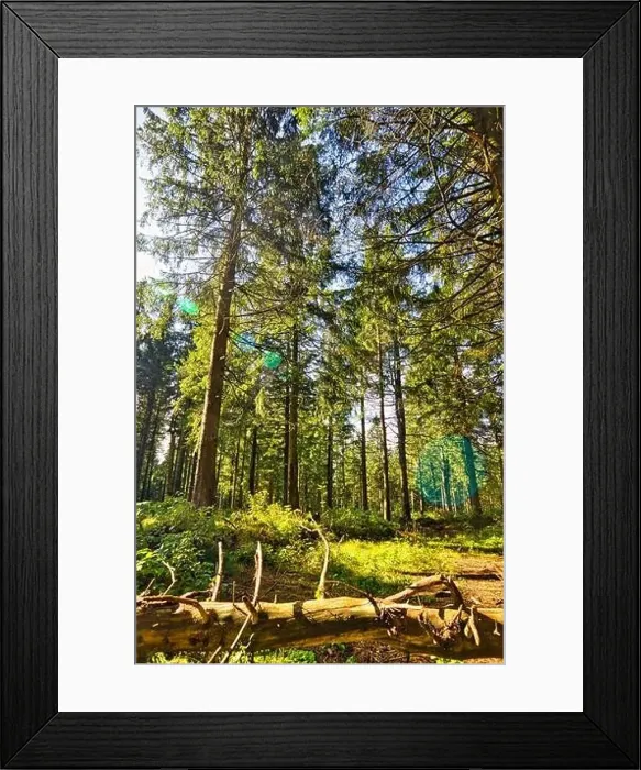 Framed Print : Coniferous forest in the Harz Mountains in Lower Saxony in Germany Framed Print : Coniferous forest in the Harz Mountains in Lower Saxony in Germany