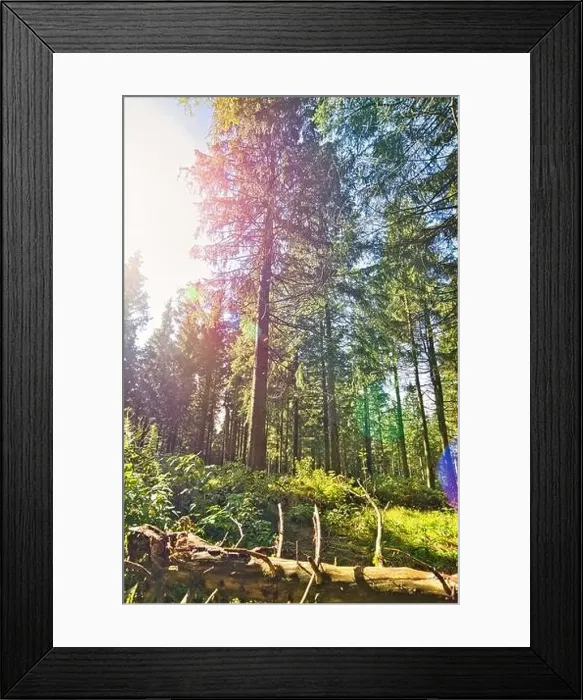 Framed Print : Coniferous forest in the Harz Mountains in Lower Saxony in Germany Framed Print : Coniferous forest in the Harz Mountains in Lower Saxony in Germany