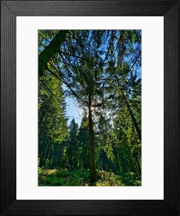 Framed Print : Coniferous forest in the Harz Mountains in Lower Saxony in Germany Framed Print : Coniferous forest in the Harz Mountains in Lower Saxony in Germany