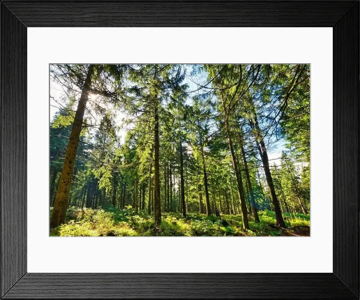 Framed Print : Coniferous forest in the Harz Mountains in Lower Saxony in Germany