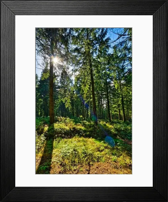 Framed Print : Coniferous forest in the Harz Mountains in Lower Saxony in Germany