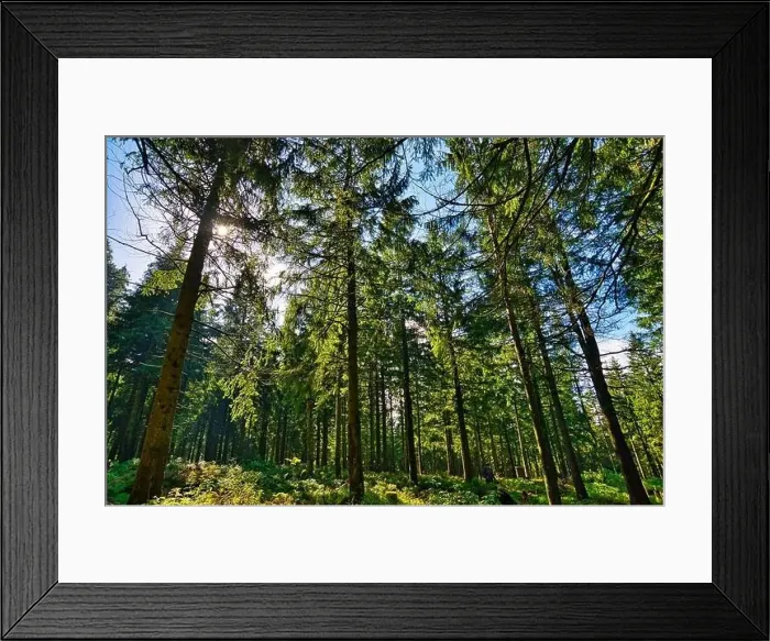 Framed Print : Coniferous forest in the Harz Mountains in Lower Saxony in Germany Framed Print : Coniferous forest in the Harz Mountains in Lower Saxony in Germany