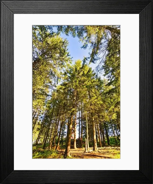 Framed Print : Coniferous forest in the Harz Mountains in Lower Saxony in Germany