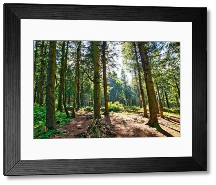 Framed Print : Coniferous forest in the Harz Mountains in Lower Saxony in Germany