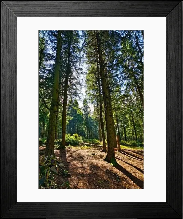 Framed Print : Coniferous forest in the Harz Mountains in Lower Saxony in Germany Framed Print : Coniferous forest in the Harz Mountains in Lower Saxony in Germany