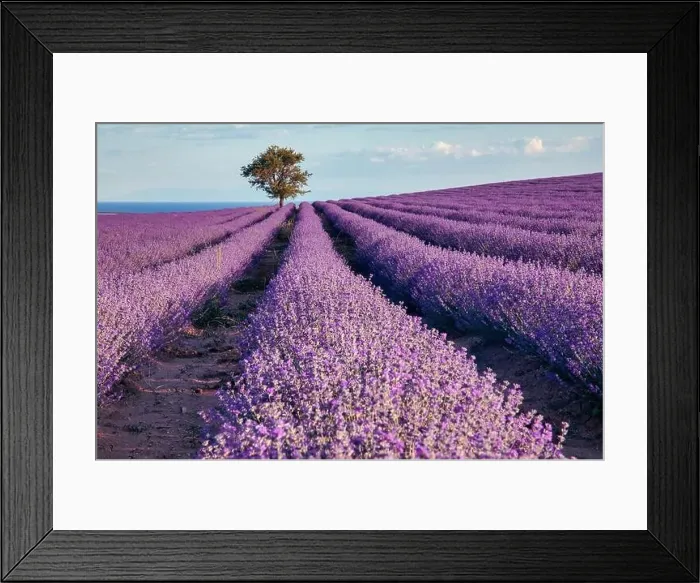 Framed Print : Blooming lavender create a stunningly beautiful landscape in Mesimeri Thessaloniki, reminiscent of a painting Framed Print : Blooming lavender create a stunningly beautiful landscape in Mesimeri Thessaloniki, reminiscent of a painting