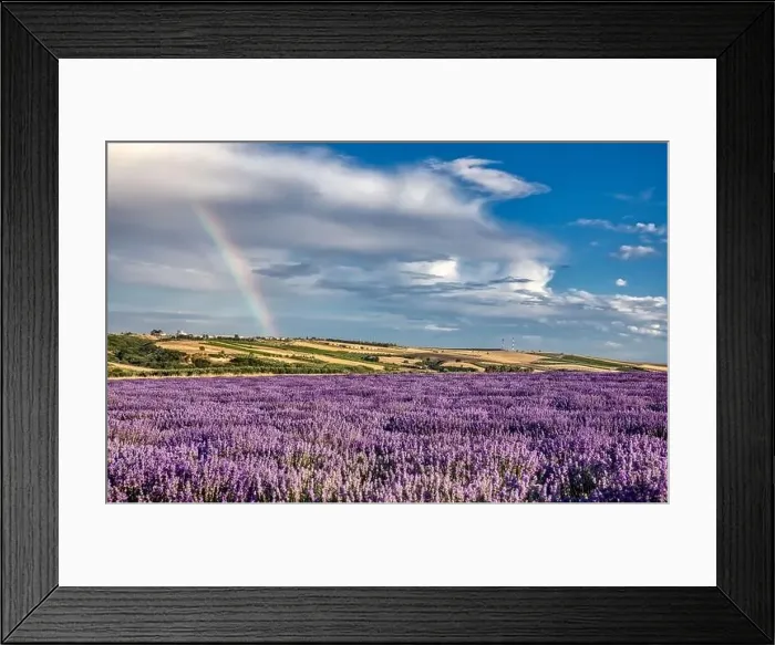 Framed Print : Blooming lavender create a stunningly beautiful landscape in Mesimeri Thessaloniki, reminiscent of a painting Framed Print : Blooming lavender create a stunningly beautiful landscape in Mesimeri Thessaloniki, reminiscent of a painting
