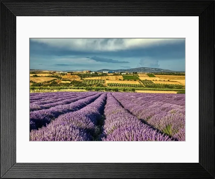 Framed Print : Blooming lavender create a stunningly beautiful landscape in Mesimeri Thessaloniki, reminiscent of a painting Framed Print : Blooming lavender create a stunningly beautiful landscape in Mesimeri Thessaloniki, reminiscent of a painting