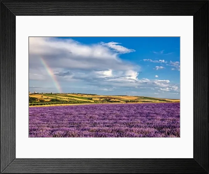 Framed Print : Blooming lavender create a stunningly beautiful landscape in Mesimeri Thessaloniki, reminiscent of a painting Framed Print : Blooming lavender create a stunningly beautiful landscape in Mesimeri Thessaloniki, reminiscent of a painting