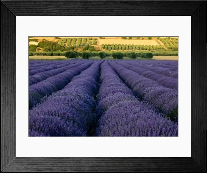Framed Print : Blooming lavender create a stunningly beautiful landscape in Mesimeri Thessaloniki, reminiscent of a painting Framed Print : Blooming lavender create a stunningly beautiful landscape in Mesimeri Thessaloniki, reminiscent of a painting