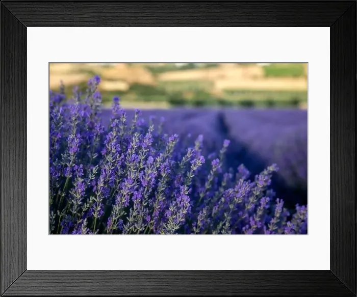 Framed Print : Blooming lavender create a stunningly beautiful landscape in Mesimeri Thessaloniki, reminiscent of a painting Framed Print : Blooming lavender create a stunningly beautiful landscape in Mesimeri Thessaloniki, reminiscent of a painting