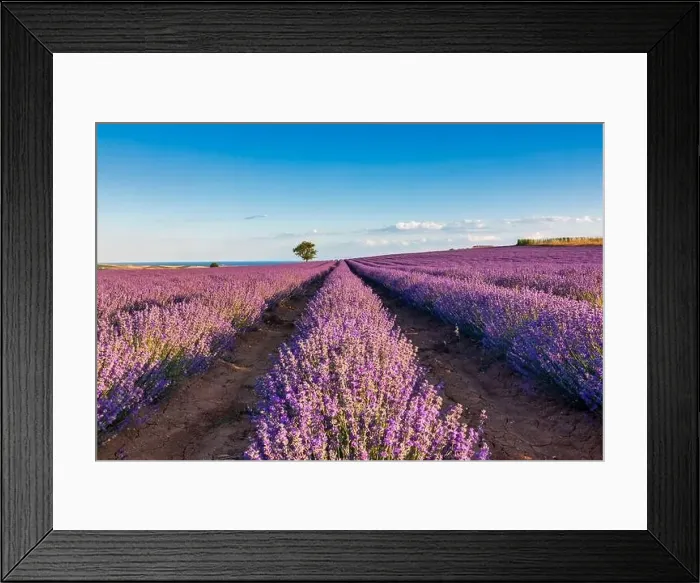 Framed Print : Blooming lavender create a stunningly beautiful landscape in Mesimeri Thessaloniki, reminiscent of a painting Framed Print : Blooming lavender create a stunningly beautiful landscape in Mesimeri Thessaloniki, reminiscent of a painting