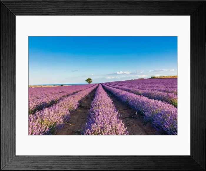 Framed Print : Blooming lavender create a stunningly beautiful landscape in Mesimeri Thessaloniki, reminiscent of a painting