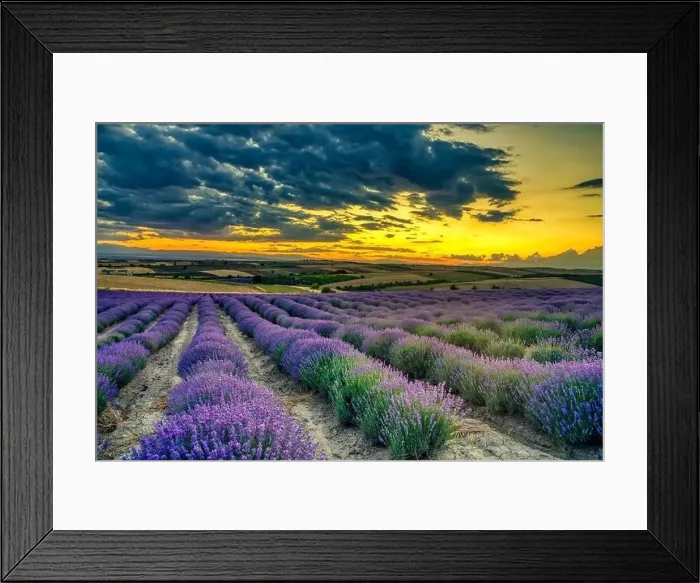 Framed Print : Blooming lavender create a stunningly beautiful landscape in Mesimeri Thessaloniki, reminiscent of a painting Framed Print : Blooming lavender create a stunningly beautiful landscape in Mesimeri Thessaloniki, reminiscent of a painting