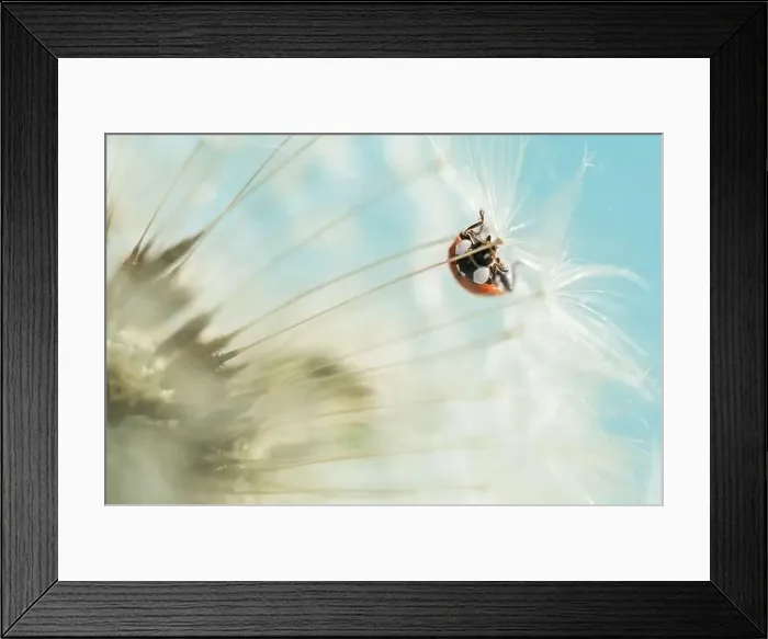 Framed Print : red ladybug on white dandelion. macro photo Framed Print : red ladybug on white dandelion. macro photo