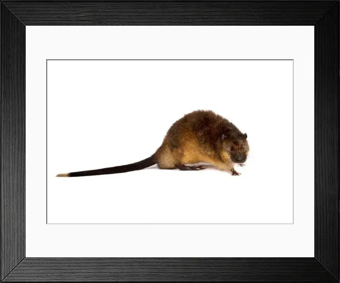 Framed Print : Rakali (Hydromys chrysogaster) Framed Print : Rakali (Hydromys chrysogaster)