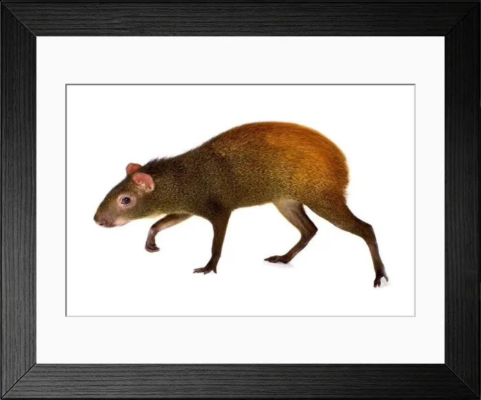 Framed Print : Mexican agouti (Dasyprocta mexicana) Framed Print : Mexican agouti (Dasyprocta mexicana)