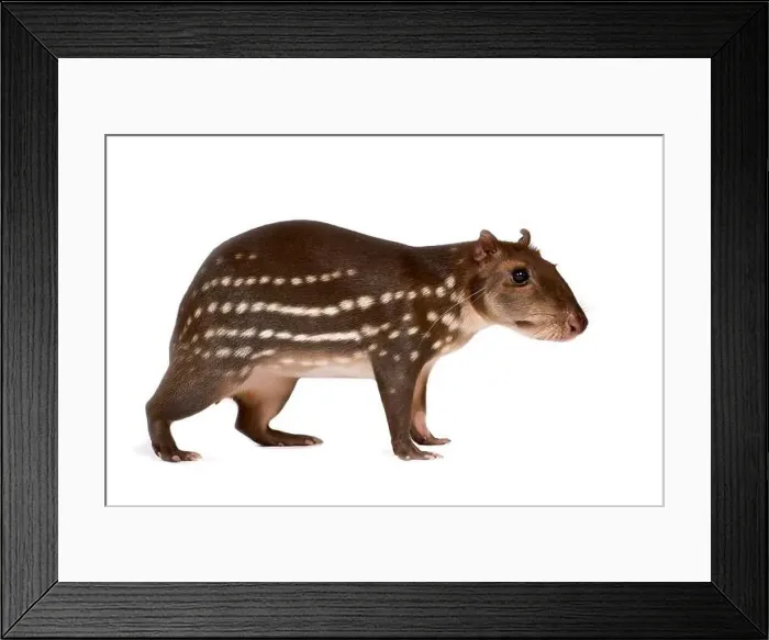Framed Print : Lowland paca (Cuniculus paca) Framed Print : Lowland paca (Cuniculus paca)