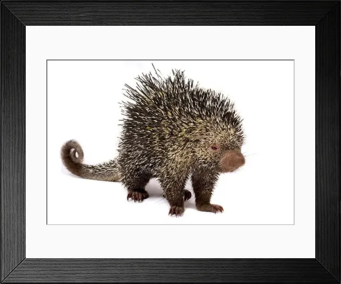 Framed Print : Brazilian porcupine (Coendou prehensilis)