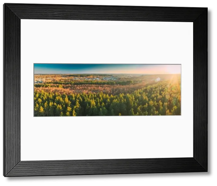 Framed Print : Aerial View Of Deciduous Trees Without Foliage Leaves And Green Pine Forest In Landscape During Sunset In Early Spring