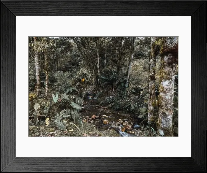 Framed Print : Amazon jungle forest with its typical vegetation and a small river Framed Print : Amazon jungle forest with its typical vegetation and a small river