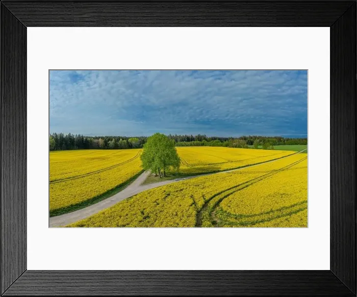 Framed Print : A lonely tree in the middle of a big yellow rapeseed field Framed Print : A lonely tree in the middle of a big yellow rapeseed field