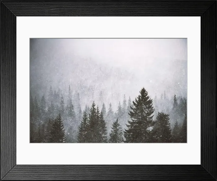 Framed Print : Snowstorm in winter mountains. Snowy spruce and pine forest. Landscape photography Framed Print : Snowstorm in winter mountains. Snowy spruce and pine forest. Landscape photography