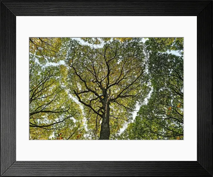 Framed Print : Tree canopy viewed from below Framed Print : Tree canopy viewed from below