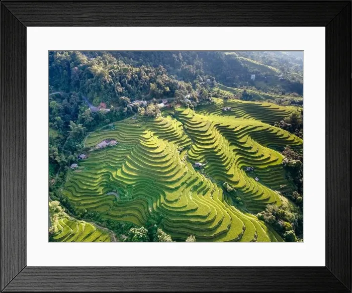Framed Print : See the stunning scenery of rice terraces during the ripe rice season in Thong Nguyen commune Framed Print : See the stunning scenery of rice terraces during the ripe rice season in Thong Nguyen commune