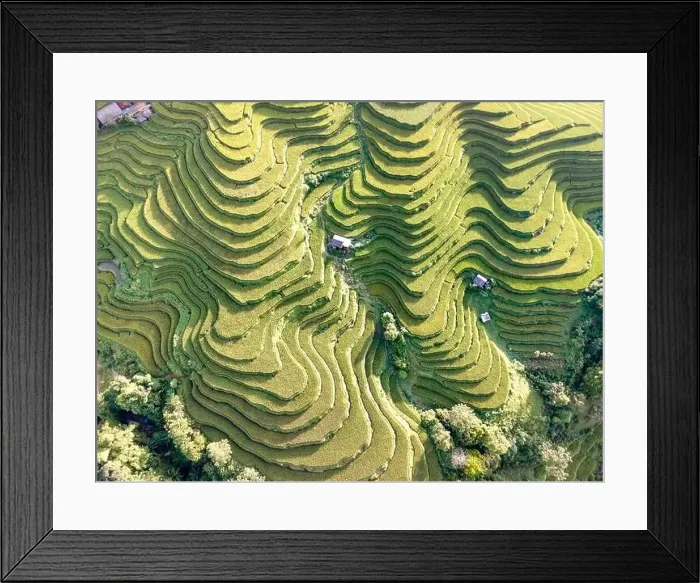 Framed Print : See the stunning scenery of rice terraces during the ripe rice season in Thong Nguyen commune Framed Print : See the stunning scenery of rice terraces during the ripe rice season in Thong Nguyen commune