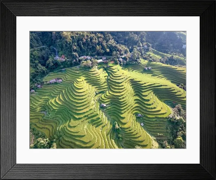 Framed Print : See the stunning scenery of rice terraces during the ripe rice season in Thong Nguyen commune Framed Print : See the stunning scenery of rice terraces during the ripe rice season in Thong Nguyen commune