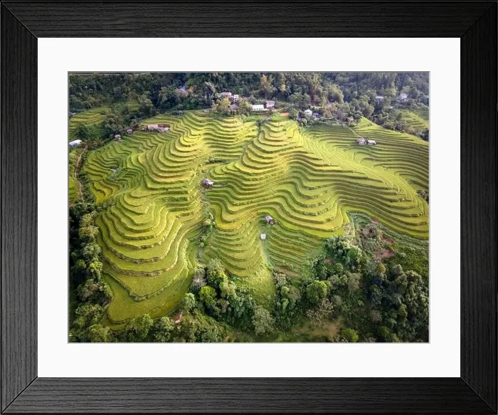 Framed Print : See the stunning scenery of rice terraces during the ripe rice season in Thong Nguyen commune Framed Print : See the stunning scenery of rice terraces during the ripe rice season in Thong Nguyen commune