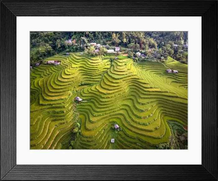 Framed Print : See the stunning scenery of rice terraces during the ripe rice season in Thong Nguyen commune Framed Print : See the stunning scenery of rice terraces during the ripe rice season in Thong Nguyen commune