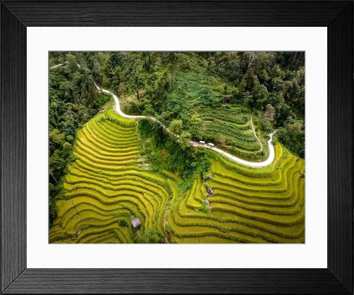 Framed Print : See the stunning scenery of rice terraces during the ripe rice season in Thong Nguyen commune Framed Print : See the stunning scenery of rice terraces during the ripe rice season in Thong Nguyen commune