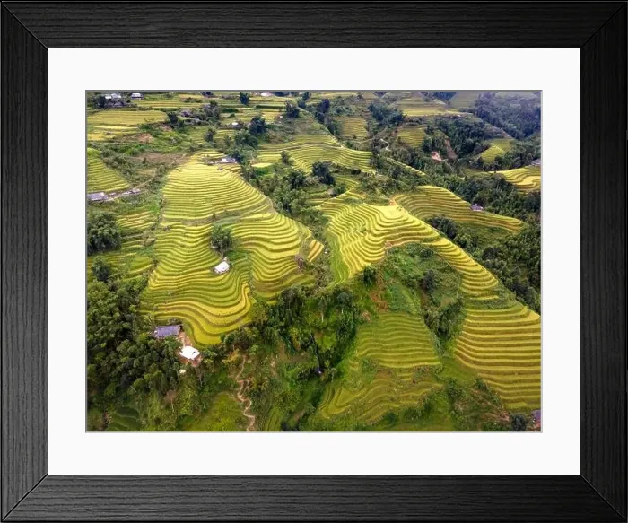 Framed Print : See the stunning scenery of rice terraces during the ripe rice season in Thong Nguyen commune Framed Print : See the stunning scenery of rice terraces during the ripe rice season in Thong Nguyen commune