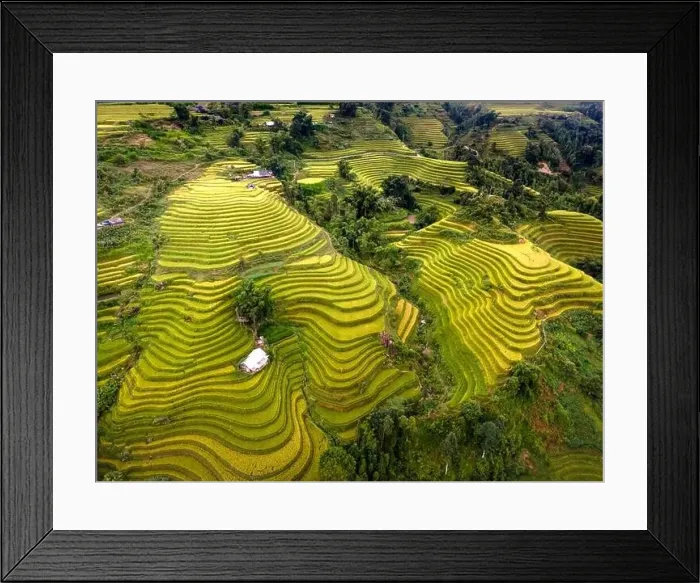 Framed Print : See the stunning scenery of rice terraces during the ripe rice season in Thong Nguyen commune Framed Print : See the stunning scenery of rice terraces during the ripe rice season in Thong Nguyen commune
