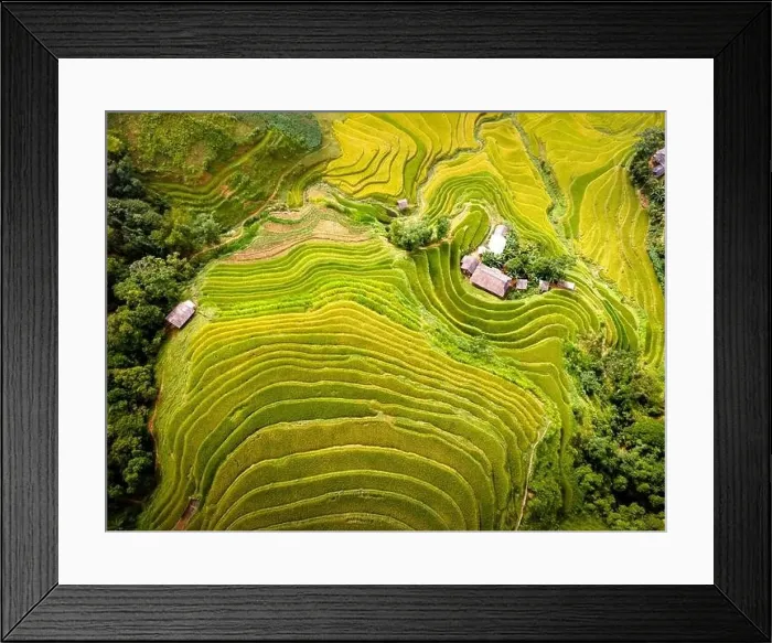 Framed Print : See the stunning scenery of rice terraces during the ripe rice season in Thong Nguyen commune Framed Print : See the stunning scenery of rice terraces during the ripe rice season in Thong Nguyen commune