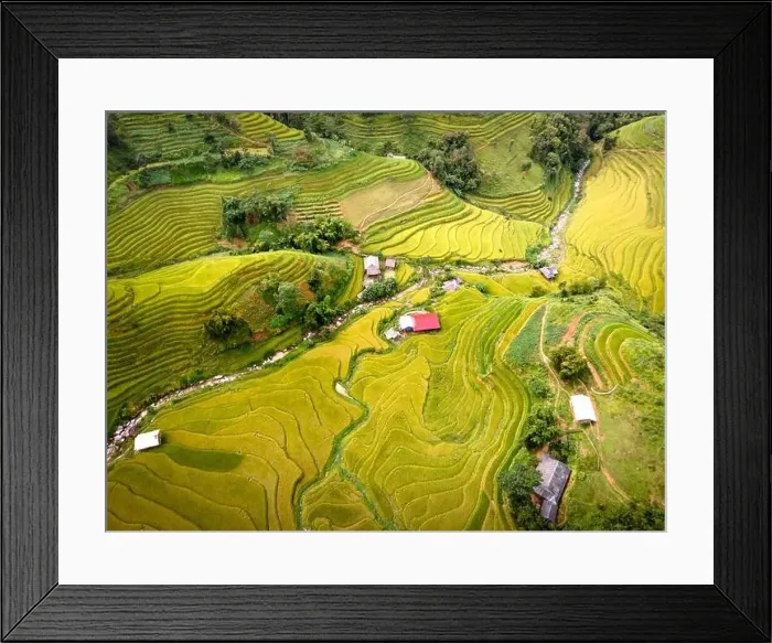 Framed Print : See the stunning scenery of rice terraces during the ripe rice season in Thong Nguyen commune Framed Print : See the stunning scenery of rice terraces during the ripe rice season in Thong Nguyen commune