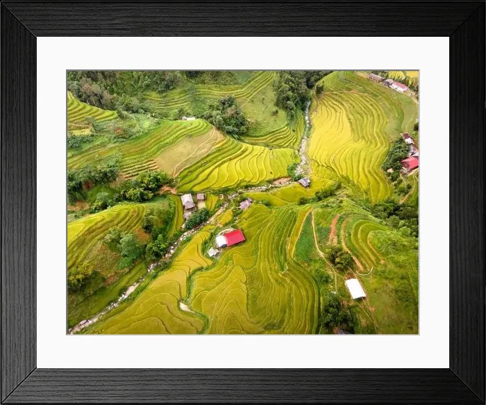 Framed Print : See the stunning scenery of rice terraces during the ripe rice season in Thong Nguyen commune Framed Print : See the stunning scenery of rice terraces during the ripe rice season in Thong Nguyen commune