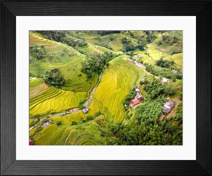 Framed Print : See the stunning scenery of rice terraces during the ripe rice season in Thong Nguyen commune Framed Print : See the stunning scenery of rice terraces during the ripe rice season in Thong Nguyen commune