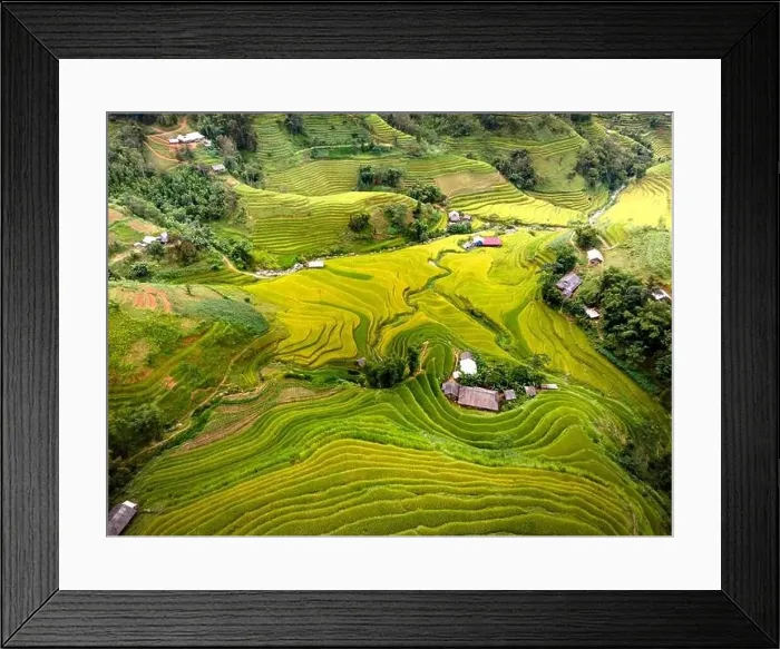 Framed Print : See the stunning scenery of rice terraces during the ripe rice season in Thong Nguyen commune Framed Print : See the stunning scenery of rice terraces during the ripe rice season in Thong Nguyen commune